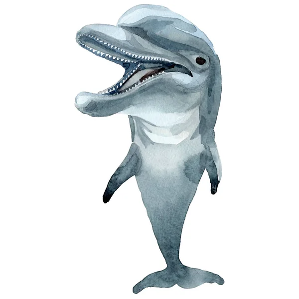 Дельфін дикі ссавці в акварельному стилі ізольовані . — стокове фото