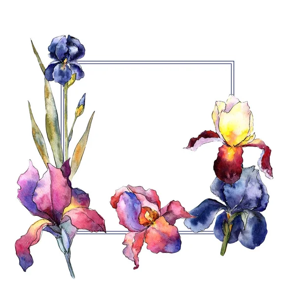 Armação de flor de íris colorido Wildflower em um estilo de aquarela . — Fotografia de Stock