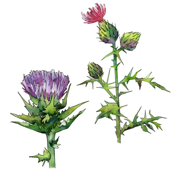 Wildflower thistle flower in a watercolor style isolated. — Stock Photo, Image