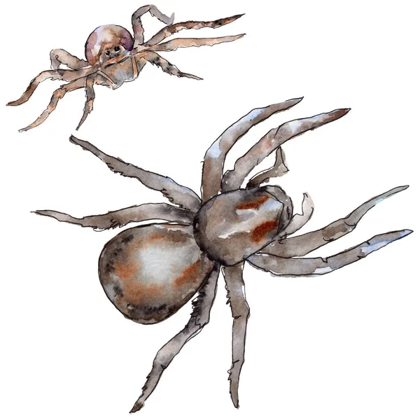 Exotiska tarantula vilda insekt i akvarell stil isolerade. — Stockfoto