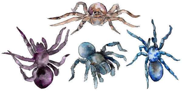 Exotische tarantula wild insect in een aquarel stijl geïsoleerd. — Stockfoto