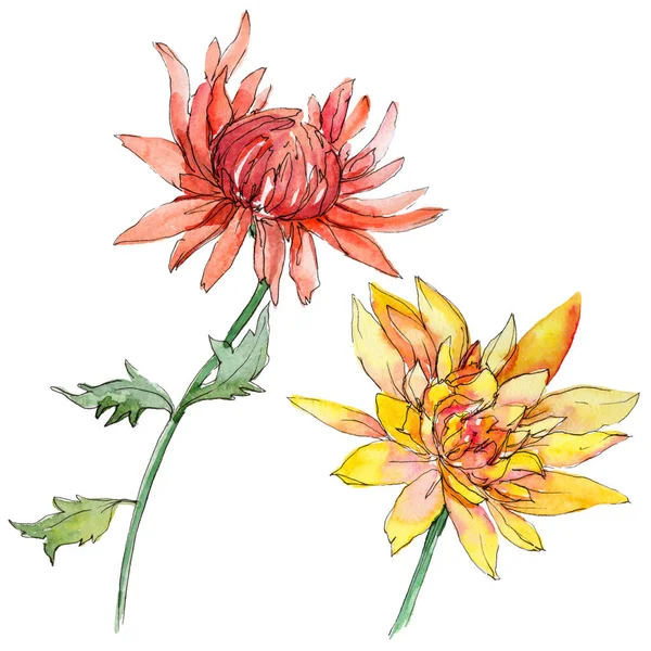 Fiore di crisantemo selvatico in uno stile ad acquerello isolato . — Foto Stock