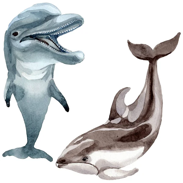 Mammifères sauvages dauphins dans un style aquarelle isolé . — Photo