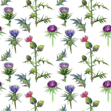 Kır çiçeği thistle çiçek deseni suluboya tarzında.