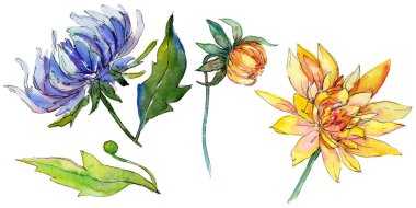 Kır çiçeği chrysantemum çiçek izole bir suluboya tarzında.