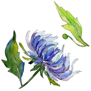Kır çiçeği chrysantemum çiçek izole bir suluboya tarzında.