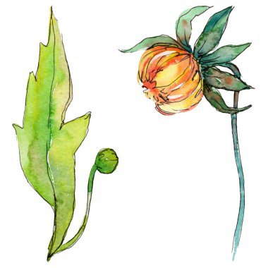 Kır çiçeği chrysantemum çiçek izole bir suluboya tarzında.