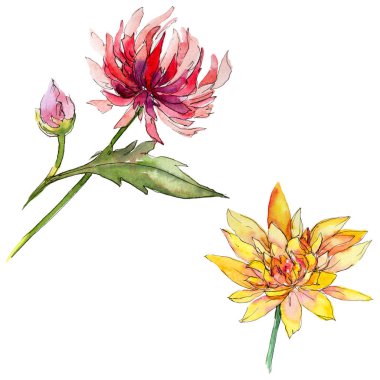 Kır çiçeği chrysantemum çiçek izole bir suluboya tarzında.