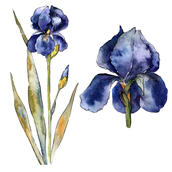 Fleurs sauvages colorées iris fleur dans un style aquarelle isolé . — Photo