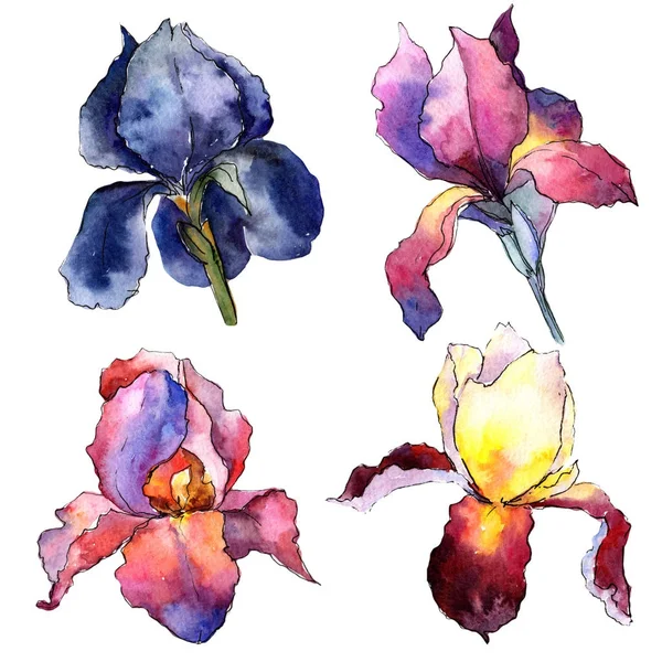 Flor de íris colorido Wildflower em um estilo de aquarela isolado . — Fotografia de Stock