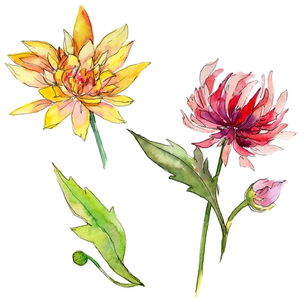 Wildflower chrysant bloem in een aquarel stijl geïsoleerd. — Stockfoto