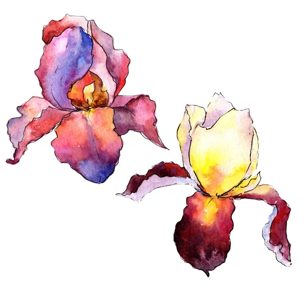 Wildflower colorful iris flower in a watercolor style isolated. — Stock Photo, Image
