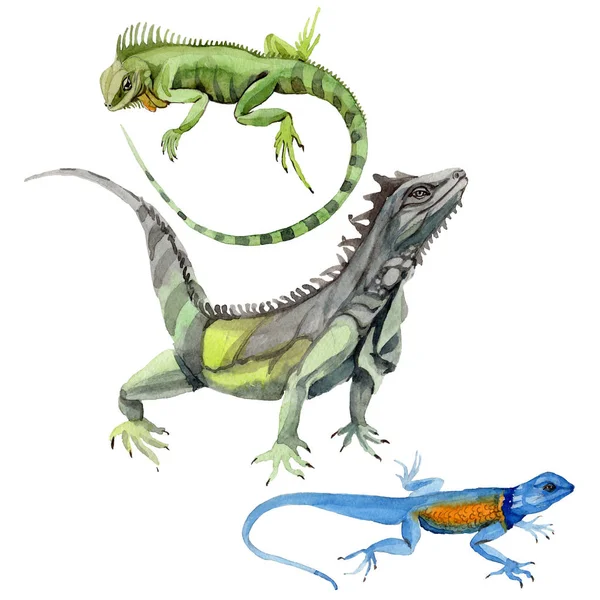 Egzotikus iguana elszigetelt akvarell stílusú. — Stock Fotó