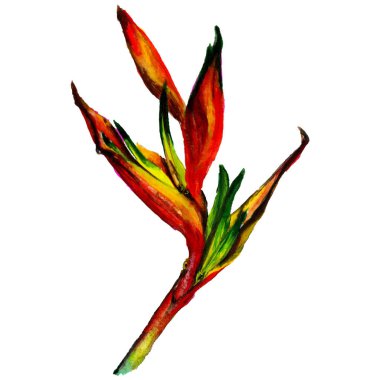 Tropikal Hawaii izole bir suluboya tarzında bırakır.