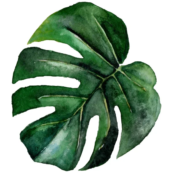 수채화 스타일 절연 열 대 하와이 잎. — 스톡 사진