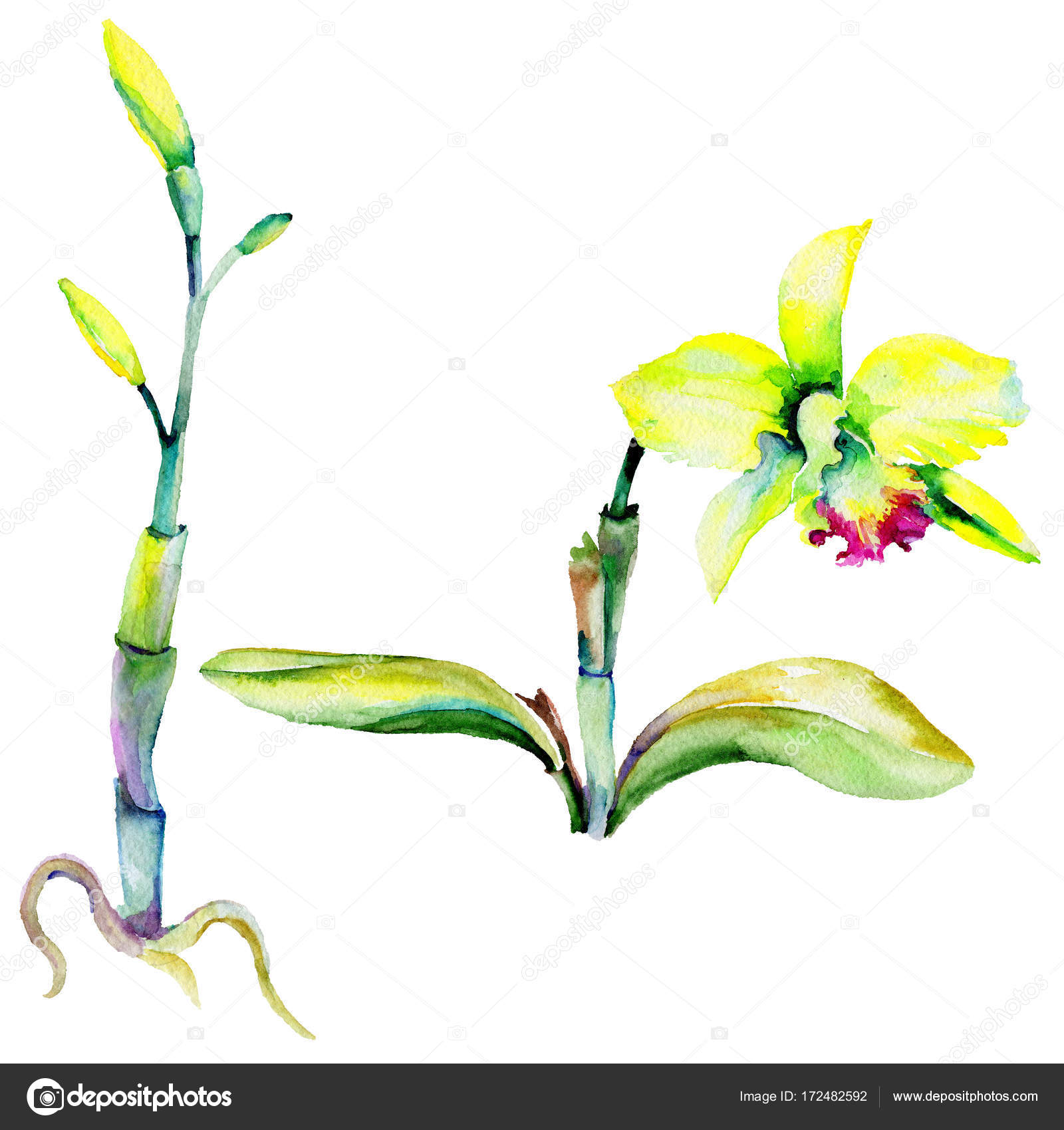 Fleur Du Narcisse Fleurs Sauvages Dans Un Style Aquarelle