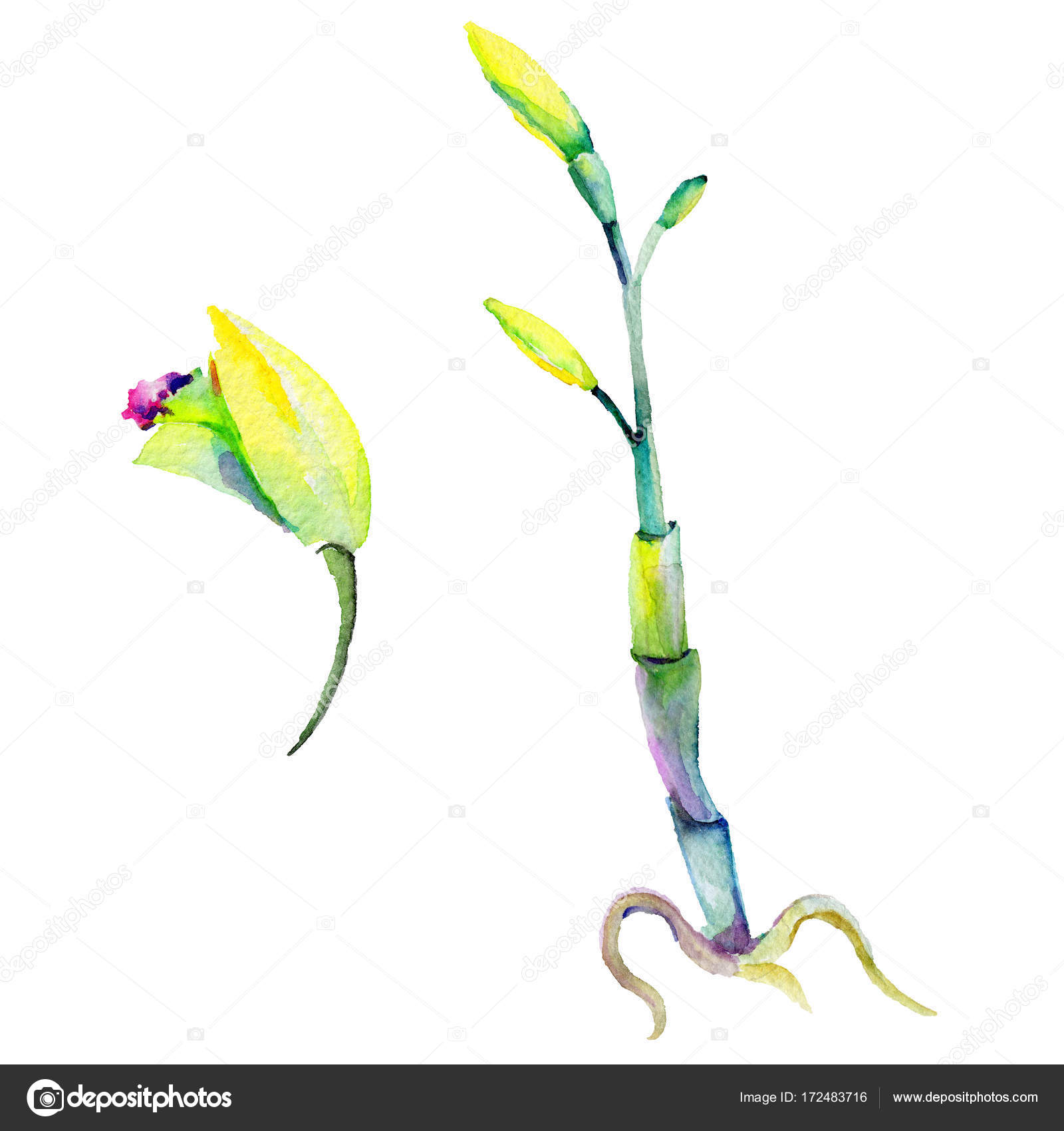 Fleur Du Narcisse Fleurs Sauvages Dans Un Style Aquarelle