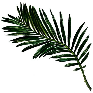 Tropikal Hawaii izole bir suluboya tarzında bırakır.