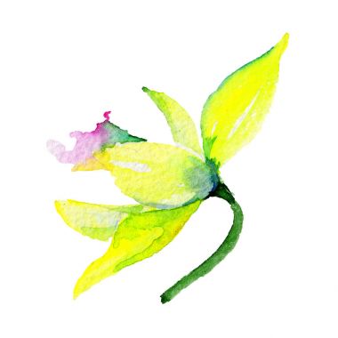 Kır çiçeği nergis çiçek izole bir suluboya tarzında.