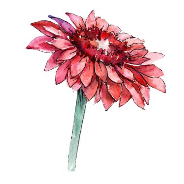 Kır çiçeği gerbera çiçek izole bir suluboya tarzında.