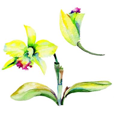 Kır çiçeği nergis çiçek izole bir suluboya tarzında.