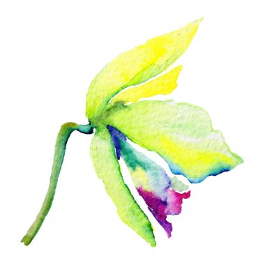 Kır çiçeği nergis çiçek izole bir suluboya tarzında.