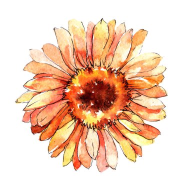 Kır çiçeği gerbera çiçek izole bir suluboya tarzında.