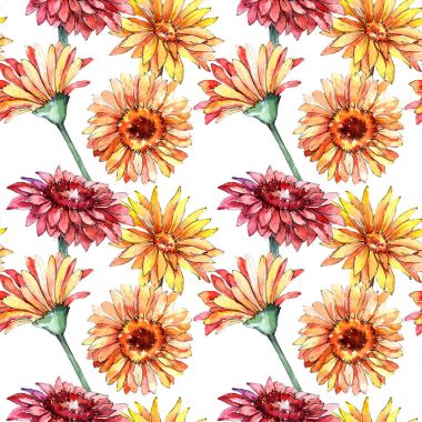 Kır çiçeği gerbera çiçek deseni suluboya tarzında.