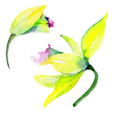 Kır çiçeği nergis çiçek izole bir suluboya tarzında.