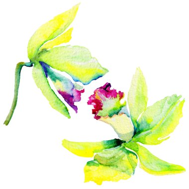 Kır çiçeği nergis çiçek izole bir suluboya tarzında.