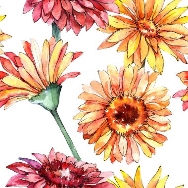 Kır çiçeği gerbera çiçek deseni suluboya tarzında.