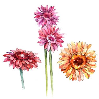 Kır çiçeği gerbera çiçek izole bir suluboya tarzında.
