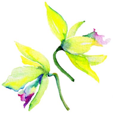 Kır çiçeği nergis çiçek izole bir suluboya tarzında.