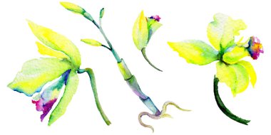 Kır çiçeği nergis çiçek izole bir suluboya tarzında.