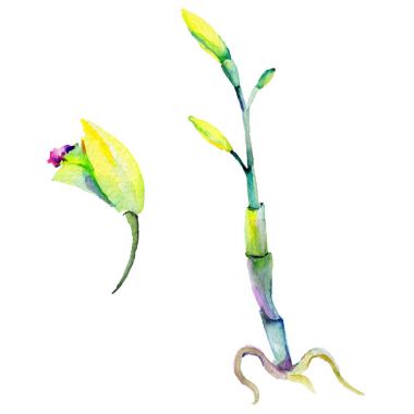 Kır çiçeği nergis çiçek izole bir suluboya tarzında.