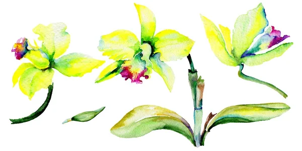 Wildflower Narcissus kwiat w stylu przypominającym akwarele na białym tle. — Zdjęcie stockowe