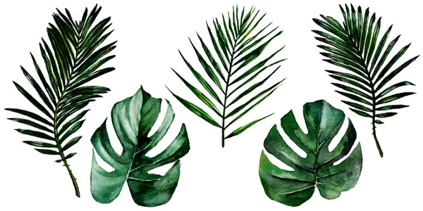 Tropické listy Hawaii ve stylu akvarelu, samostatný. — Stock fotografie
