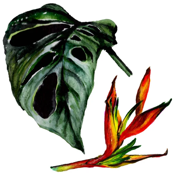Hawaje tropikalny liści w stylu przypominającym akwarele na białym tle. — Zdjęcie stockowe