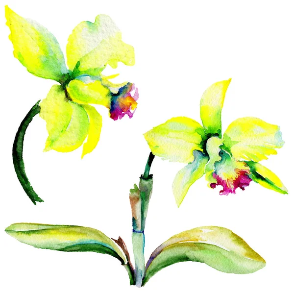 Flor silvestre Narciso flor en un estilo de acuarela aislado . — Foto de Stock