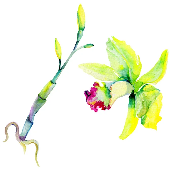 Квітка нарциса Wildflower в стилі аквареллю ізольовані. — стокове фото