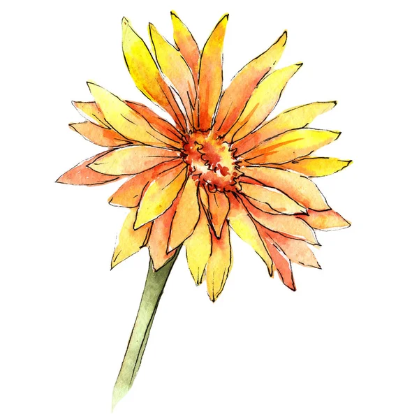 Wildflower gerbera kwiat w stylu przypominającym akwarele na białym tle. — Zdjęcie stockowe