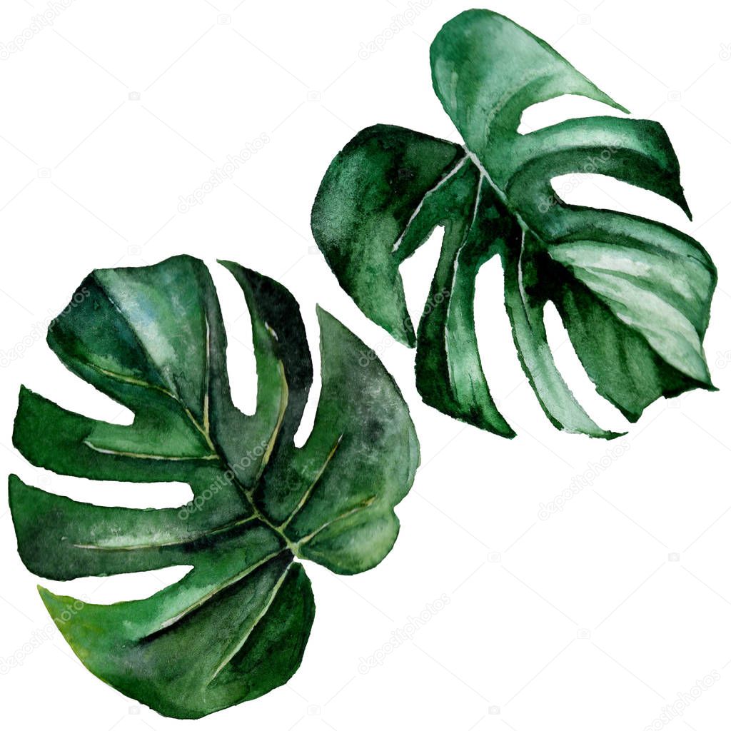 Tropical Hawaii leaves  in a watercolor style isolated.