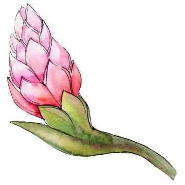 Bir suluboya tarzında izole tropikal bitki.