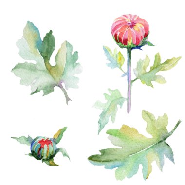 Kır çiçeği Kasımpatı çiçeği izole bir suluboya tarzında.