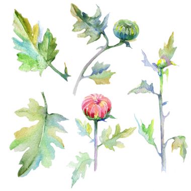 Kır çiçeği Kasımpatı çiçeği izole bir suluboya tarzında.