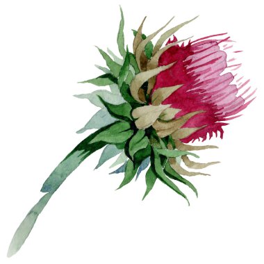 Kır çiçeği thistle çiçek izole bir suluboya tarzında.