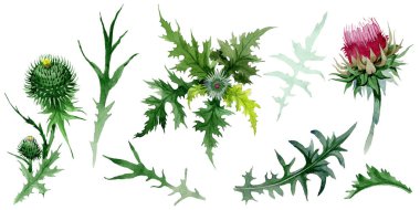 Kır çiçeği thistle çiçek izole bir suluboya tarzında.