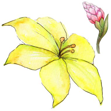 Bir suluboya tarzında izole tropikal bitki.