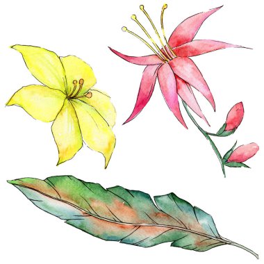 Bir suluboya tarzında izole tropikal bitki.