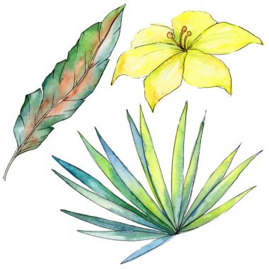 Bir suluboya tarzında izole tropikal bitki.